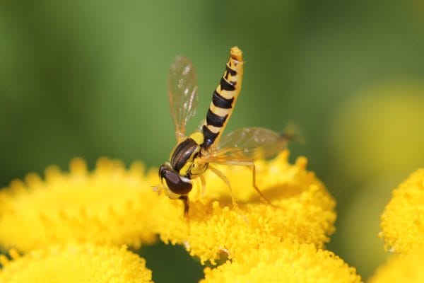 Schwebefliege auf Blüte.