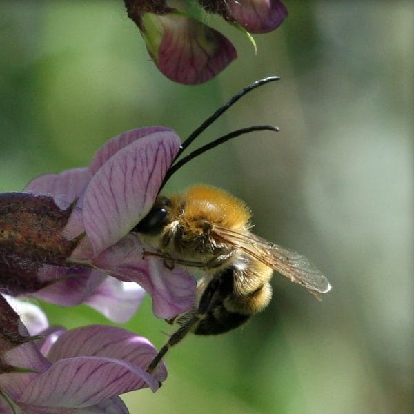 Eine Langhornbiene an einer Blüte.