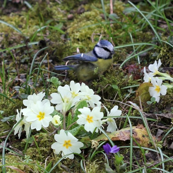 Blaumeise sitzt im Moos.