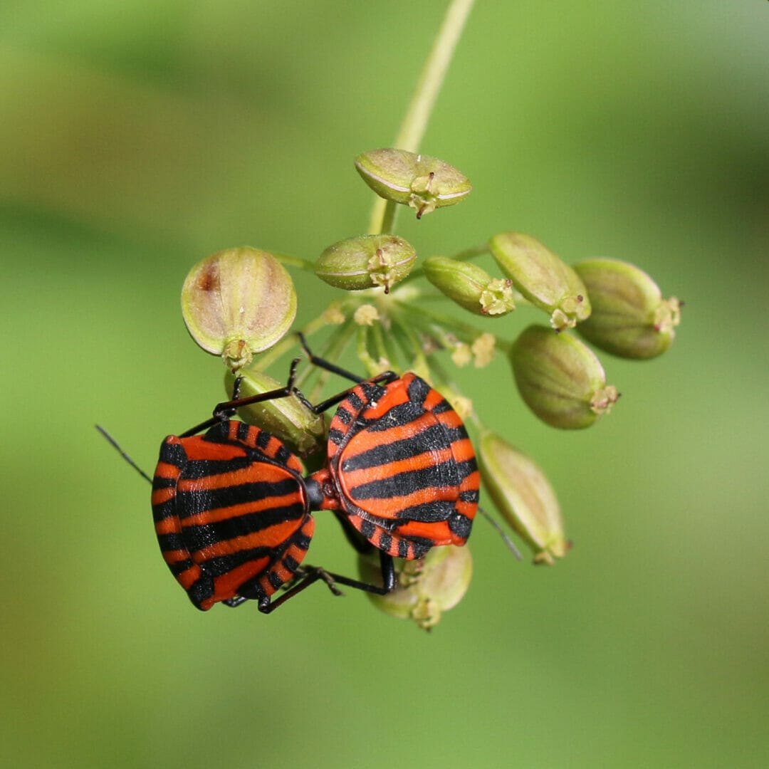 Streifenwanzen © Christine Dobler Gross