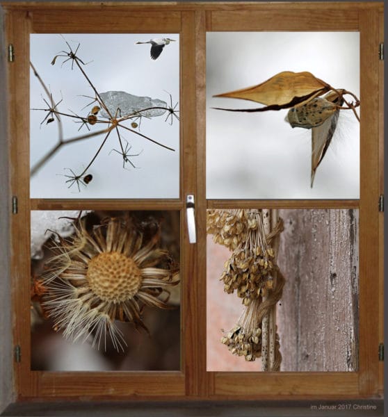 Fenster in den Garten zeigt verschiedene verblühte Blumen.