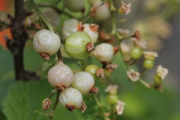 Einzelne Johannisbeeren können noch reifen.
