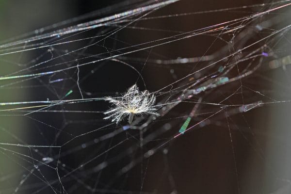 Ein Samen hat sich im Spinnennetz verfangen.