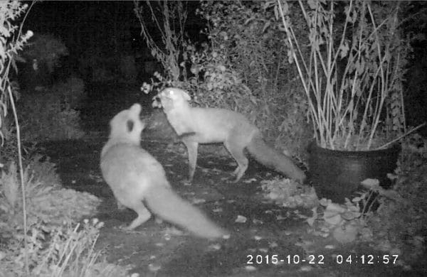 Es treffen sich zwei Fuchse im nächtlichen Garten.