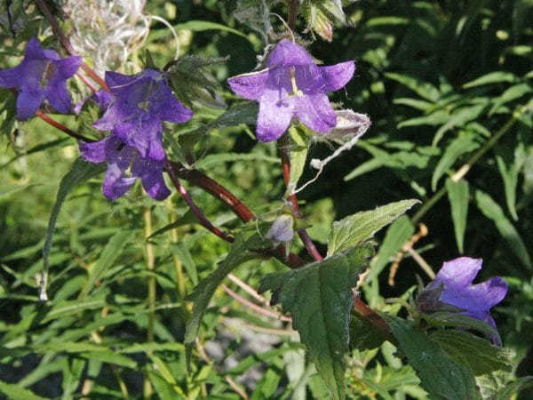 Die Blüten der mehrjährige nesselblättrige Glockenblume bieten Pollen für Insekten.