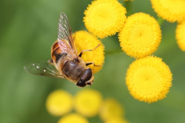 Eine Mistbiene, die zu den Schwebfliege gehört, auf einer Blüte.