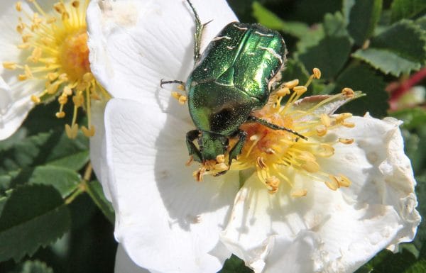 Ein Rosenkäfer auf einer Bibernellrose.