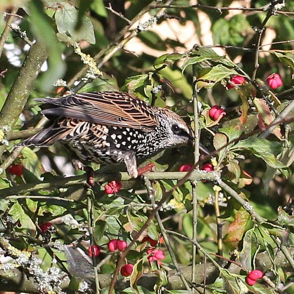 Star nascht an den roten Beeren im Garten.