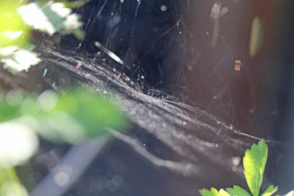 Die Spinne hat ein Baldachin Netz gesponnen.