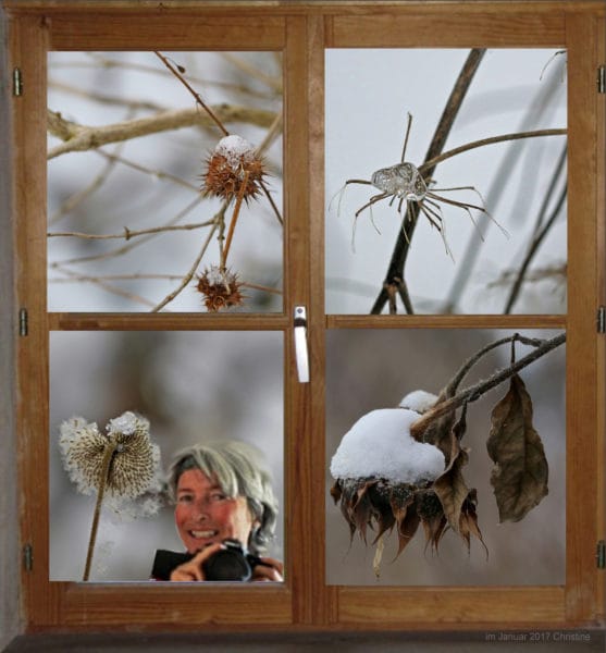 Fenster in den Garten zeigt Vegetatin im Winter.