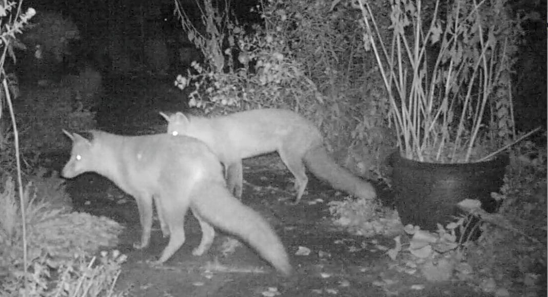 Zwei Fuchs im nächtlichen Garten.