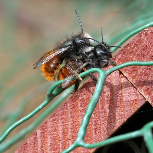 Mauerbiene bei der Paarung.