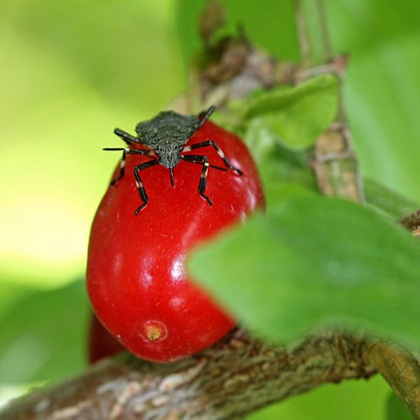 Graue Gartenwanze an den Kornelkirschen.