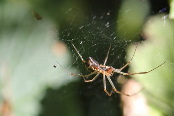 Eine Linyphia triangularis, die häufigste Baldachinspinnenart.