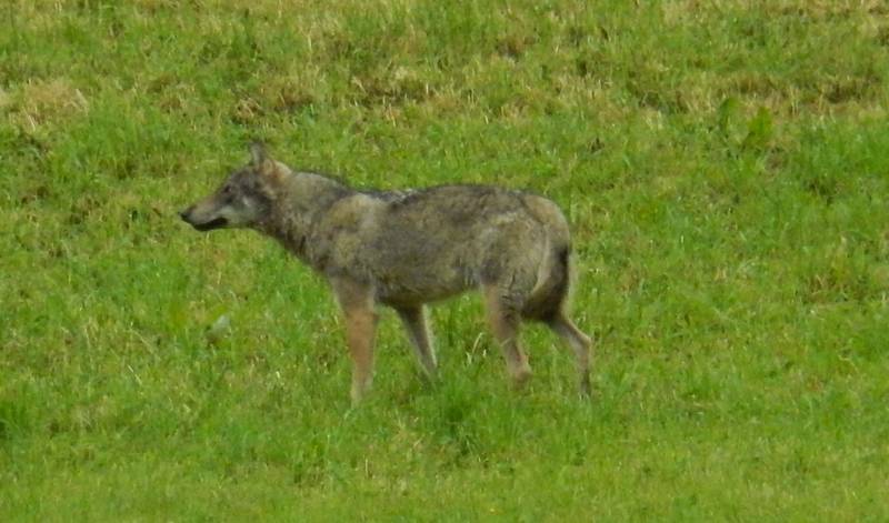 Wolf, der in Horgen gesehen wurde.