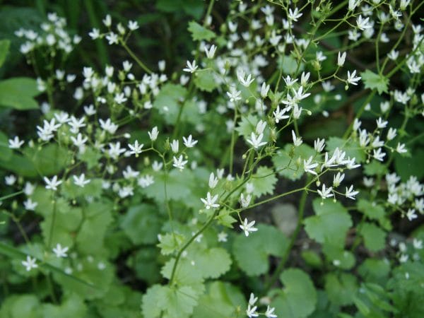 Steinbrech mit seinen weissen Blüten.
