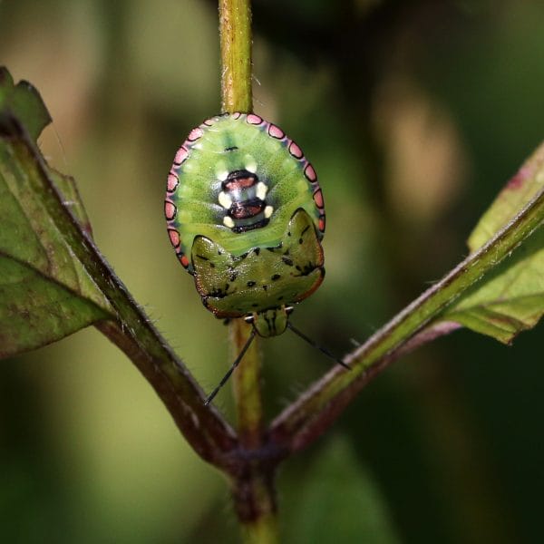 Stadium 6 der Wanzenlarve.