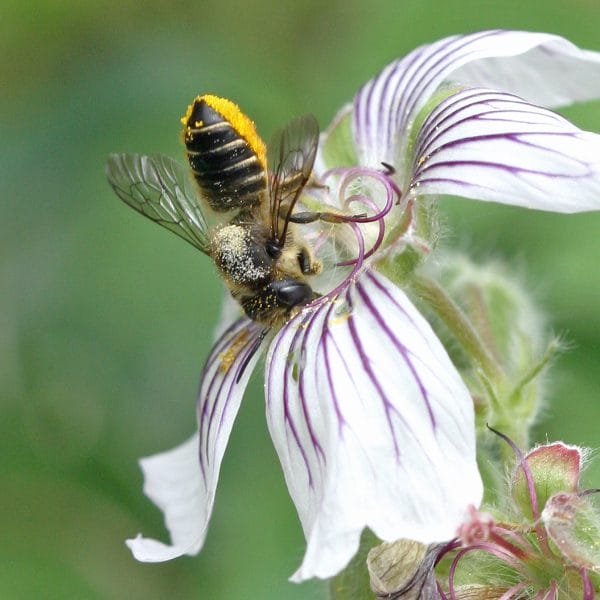 Blattschneiderbiene in einer Blüte.
