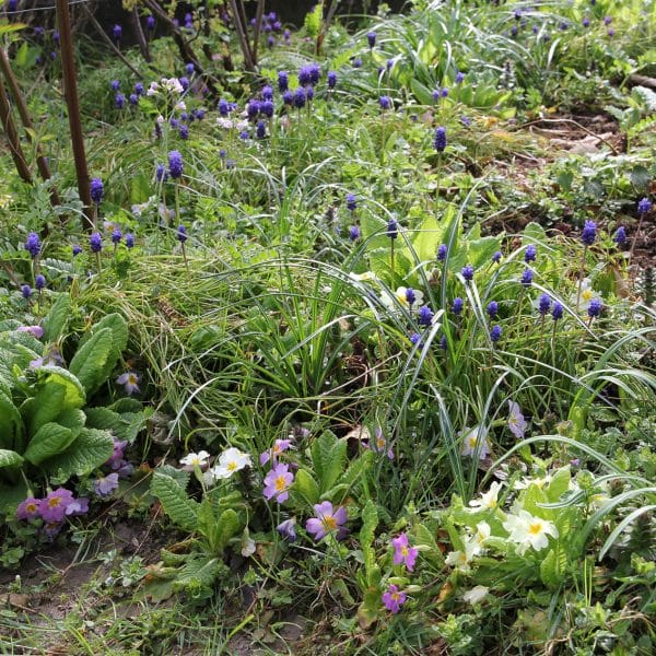 Naturnaher Garten mit vielen Blumen.