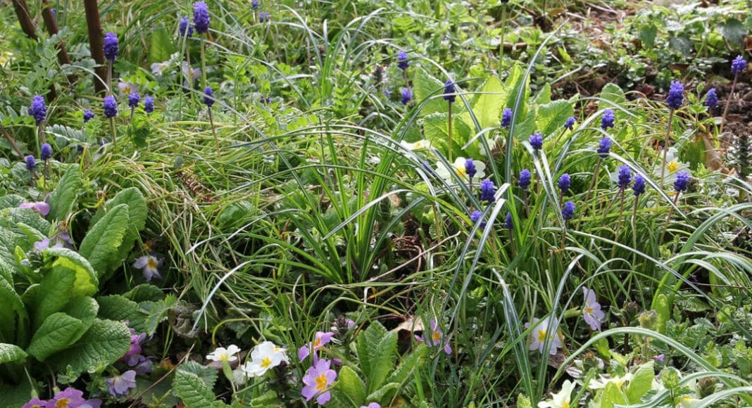 Naturnaher Garten mit vielen Blumen.