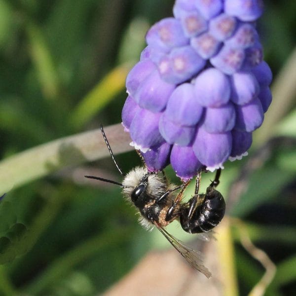 Mauerbiene an Traubenhyazinthe.