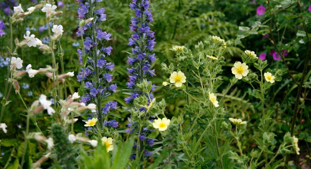 Wildblumenrabatte. Auch die Rosetten zeigen an, welche Pflanzen bald blühen werden.