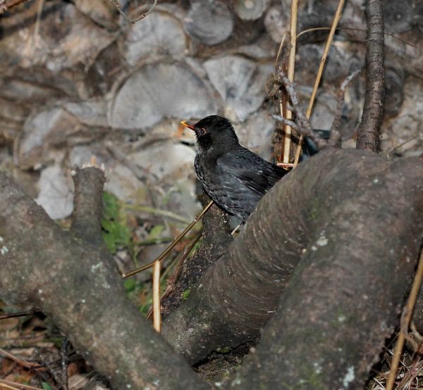 Eine Amsel im naturnahen Garten.