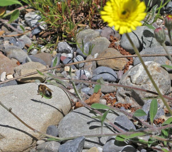 Eine Blattschneiderbiene sitzt auf einem Blatt am Boden.