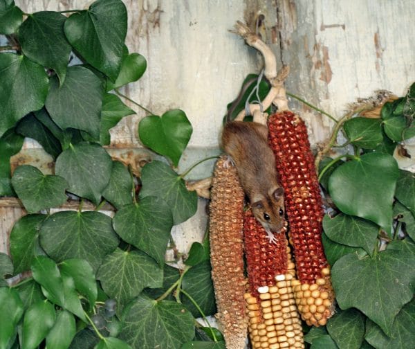 Eine Waldmaus knabbert an Maiskolben.