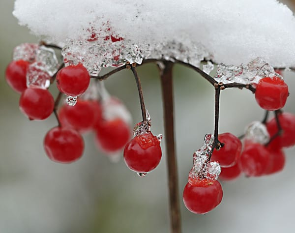 Rote Beeren mit einer leichten Schneeschicht bedeckt.