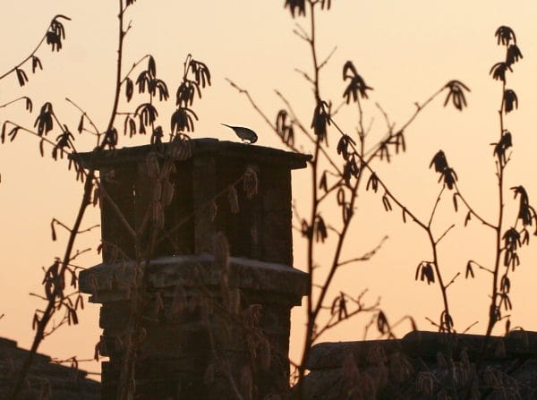 Im Dämmerlicht sieht man die Umrisse einer Meise auf dem Kamin.