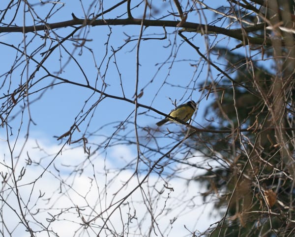 Eine Blaumeise sitzt im Baum.