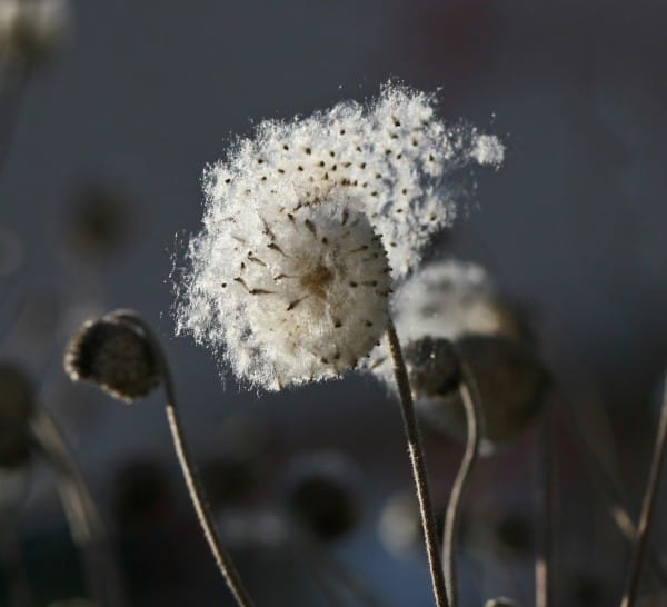 Die Samen einer Blüte wehen davon.