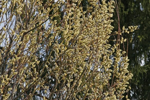 Eine blühende Reifweide.