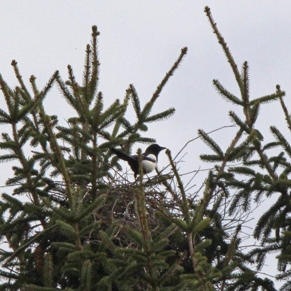 Ein Nest mit einer Elster darin.