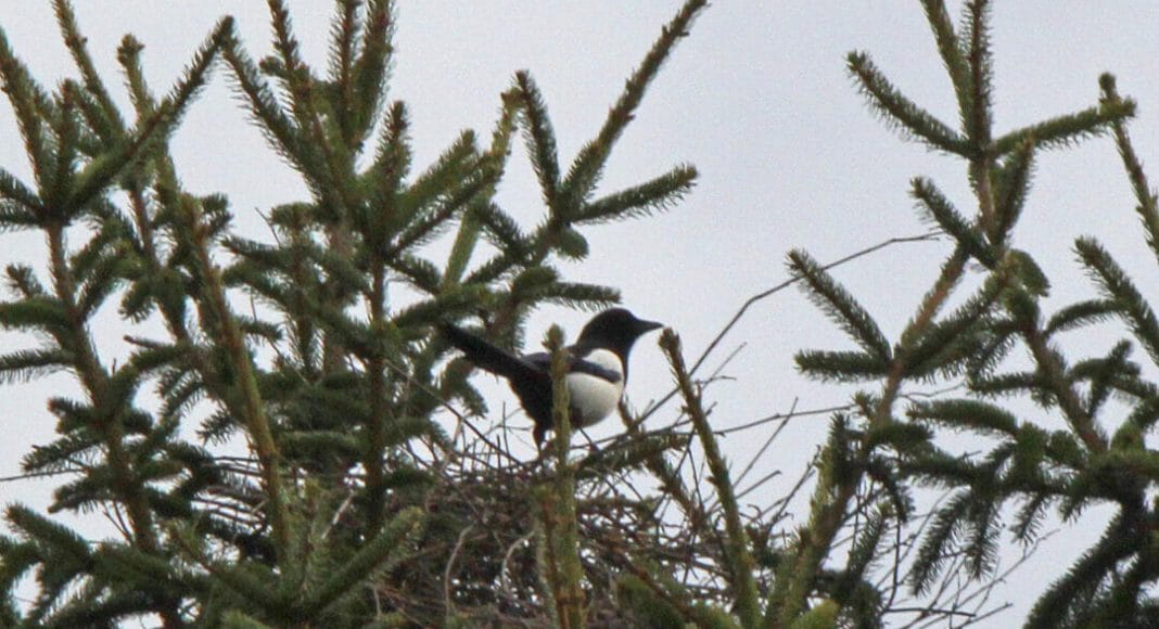 Ein Nest mit einer Elster darin.