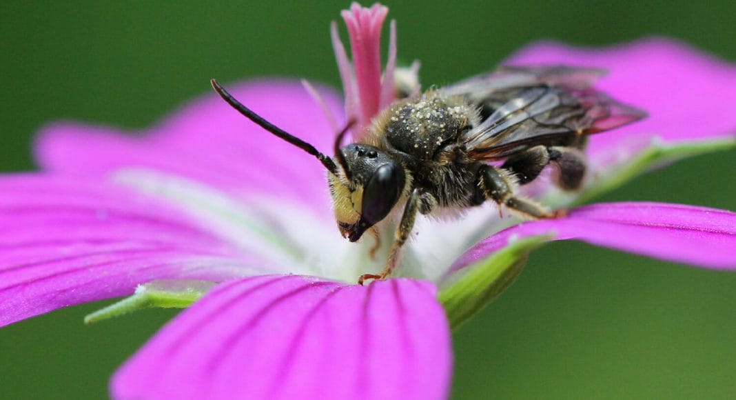 Eine Wildbiene auf einer Blüte.