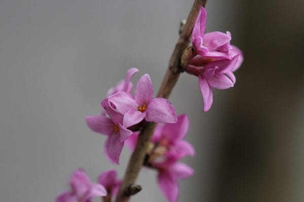 Im Frühling blüht der Seidelbast.