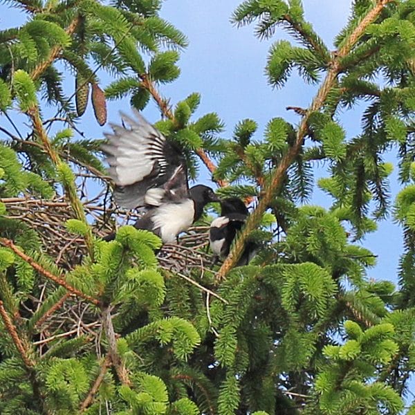Elstern flattern im Nest.