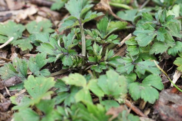 Der kriechende Hahnenfuss (Ranunculus repens).