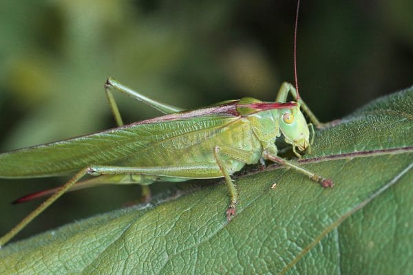 Ein Heupferd auf Echtem Alant.