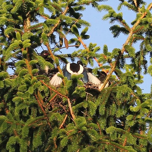 Elster füttert Junges.