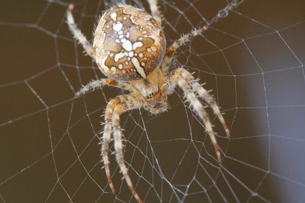 Eine Garten-Kreuzspinne in ihrem Netz.