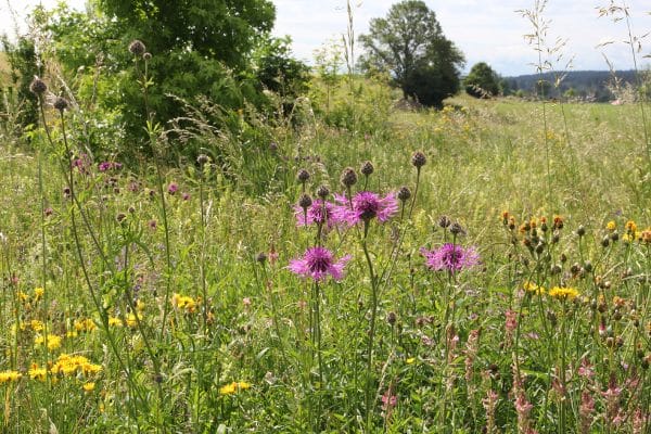 Ein Naturnaher Garten oder sogar eine Wildblumen Wiese?