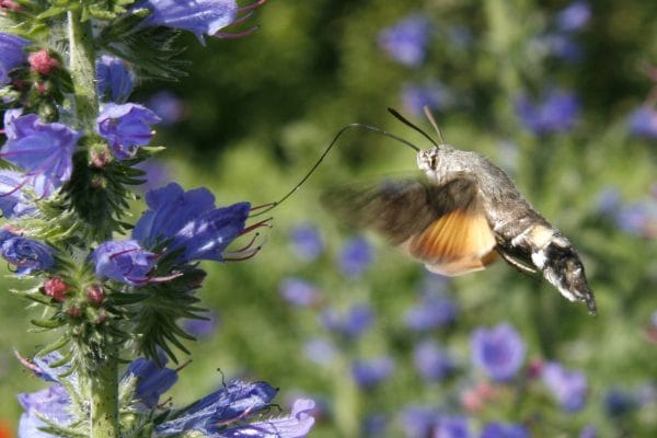 Ein Taubemschwänzchen an einem Natterkopf.