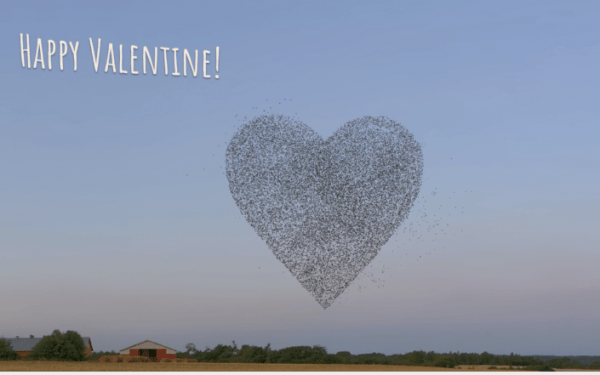 Starschwarm bildet ein Herz zum Valentinstag.
