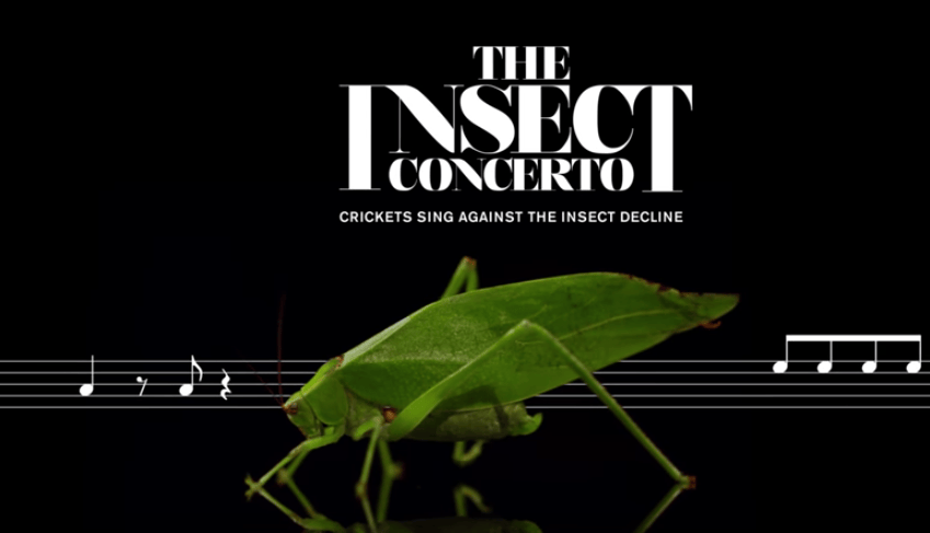 Musikalisch auf das Insektensterben aufmerksam machen.
