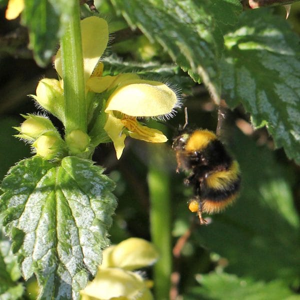 Hummel an Goldnessel.