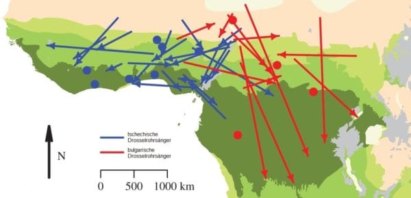Die Karte zeigt die winterlichen Zugrouten des Zugvogels Drosselrohrsänger.