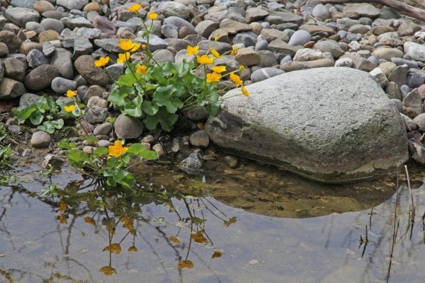 Sumpfdotterblume am Teich.